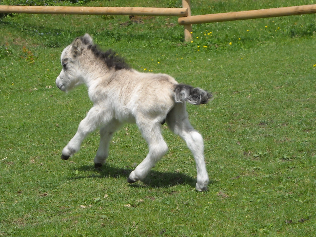 Bronco 3 dny po narození 